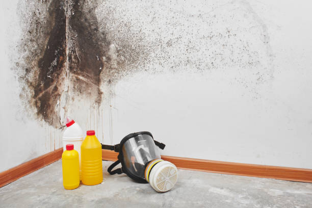 Best Toxic Mold Removal  in Pueblo West, CO