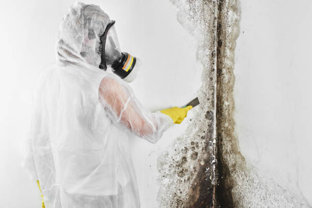 Best Home Mold Removal  in Pueblo West, CO