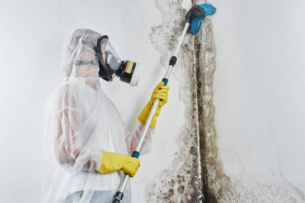 Best Residential Mold Removal  in Pueblo West, CO