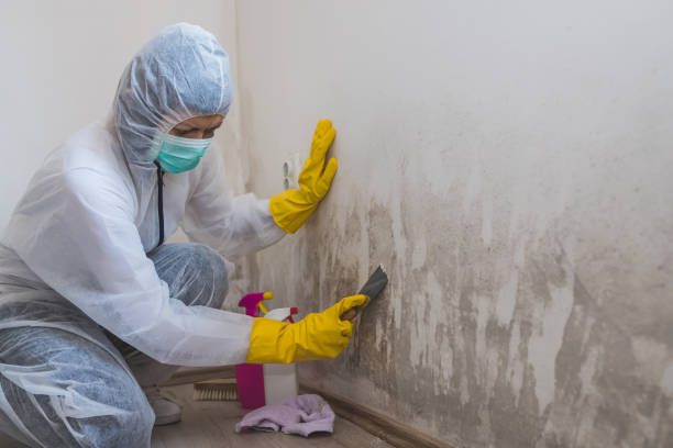 Best Local Mold Removal Service  in Pueblo West, CO