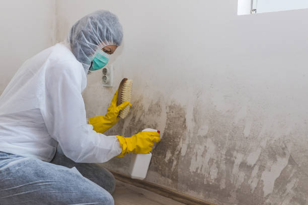 Best Fast Mold Removal  in Pueblo West, CO