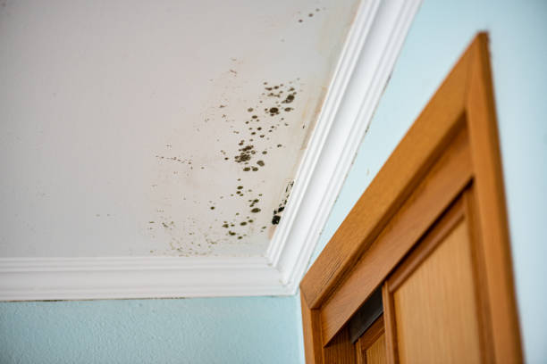 Best Mold Removal and Inspection  in Pueblo West, CO