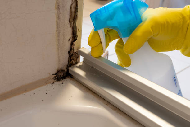 Best Mold Cleaning Services  in Pueblo West, CO