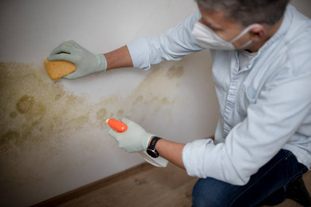 Best Commercial Mold Removal  in Pueblo West, CO