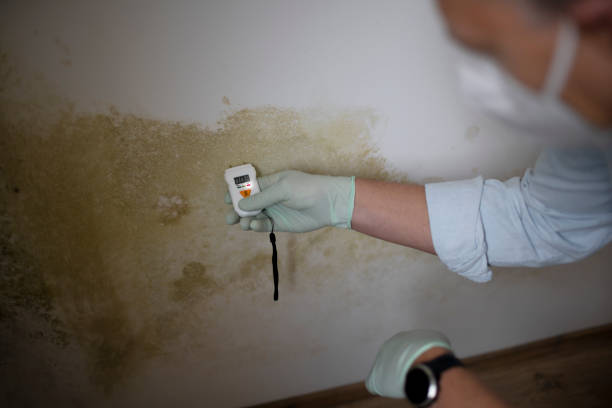 Best Mold Remediation  in Pueblo West, CO