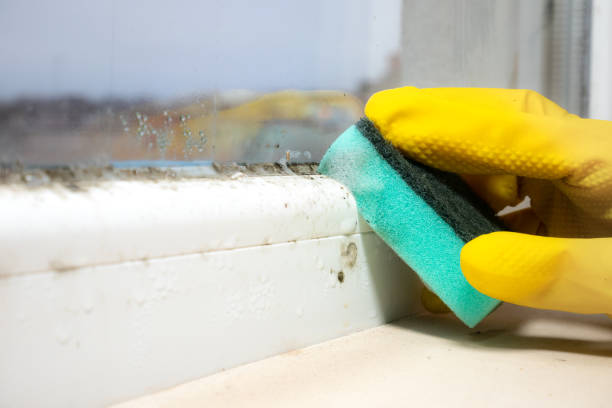 Best Residential Mold Removal  in Pueblo West, CO