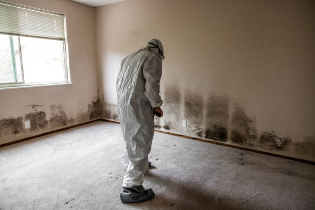 Best Fast Mold Removal  in Pueblo West, CO