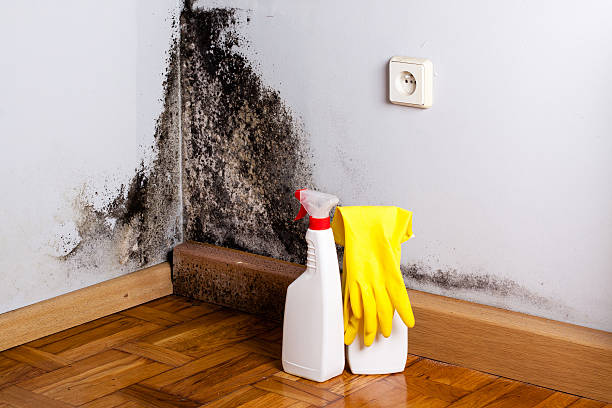 Best Professional Mold Removal  in Pueblo West, CO