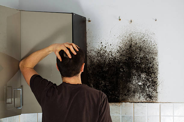 Best Mold Damage Repair  in Pueblo West, CO