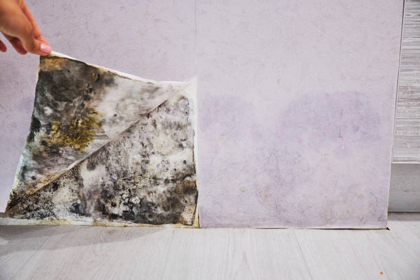 Best Professional Mold Removal  in Pueblo West, CO